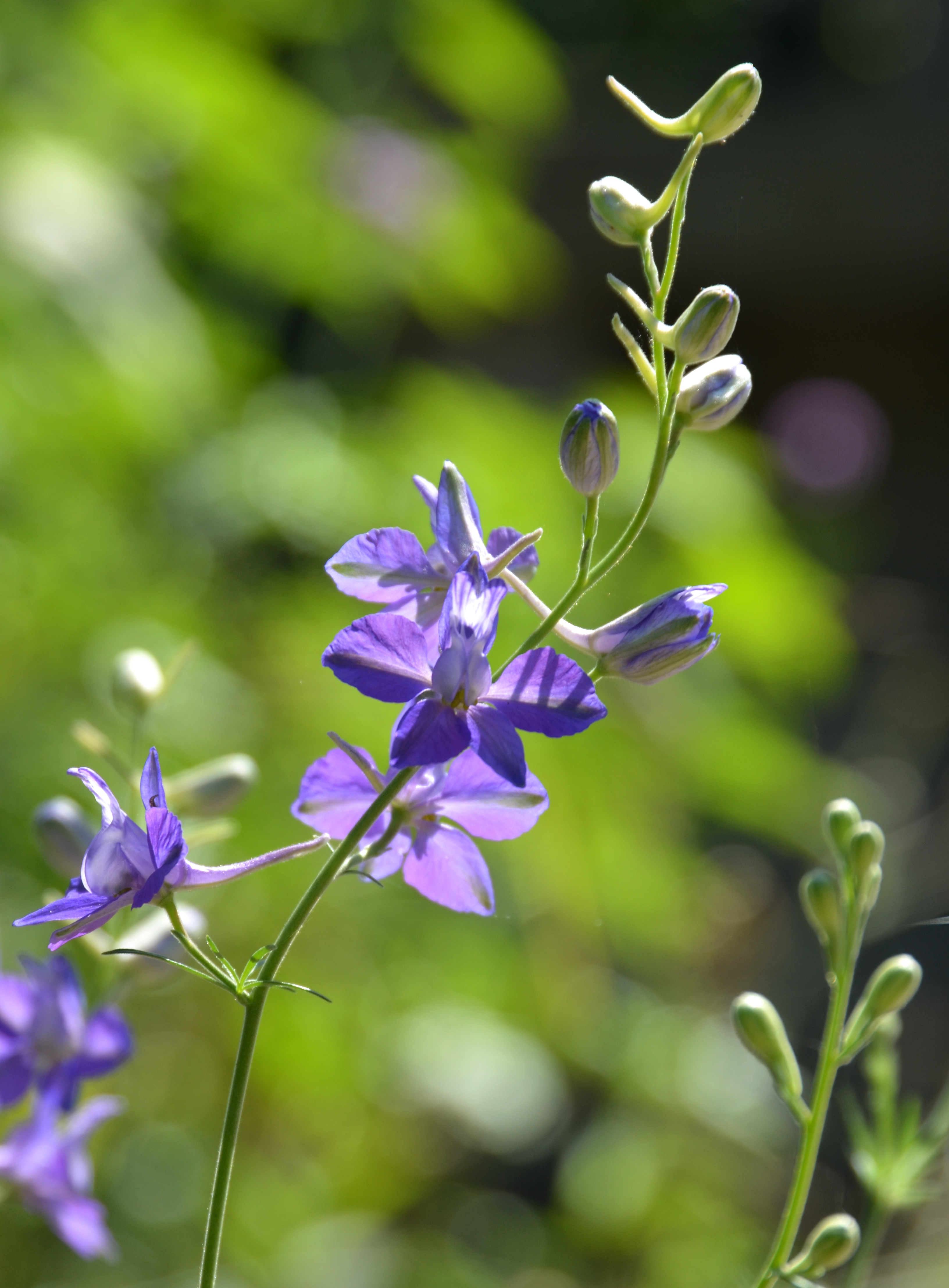 Larkspur flowers (Consolida ) look like a smaller version of a Delphinium- to which they are closely related. 