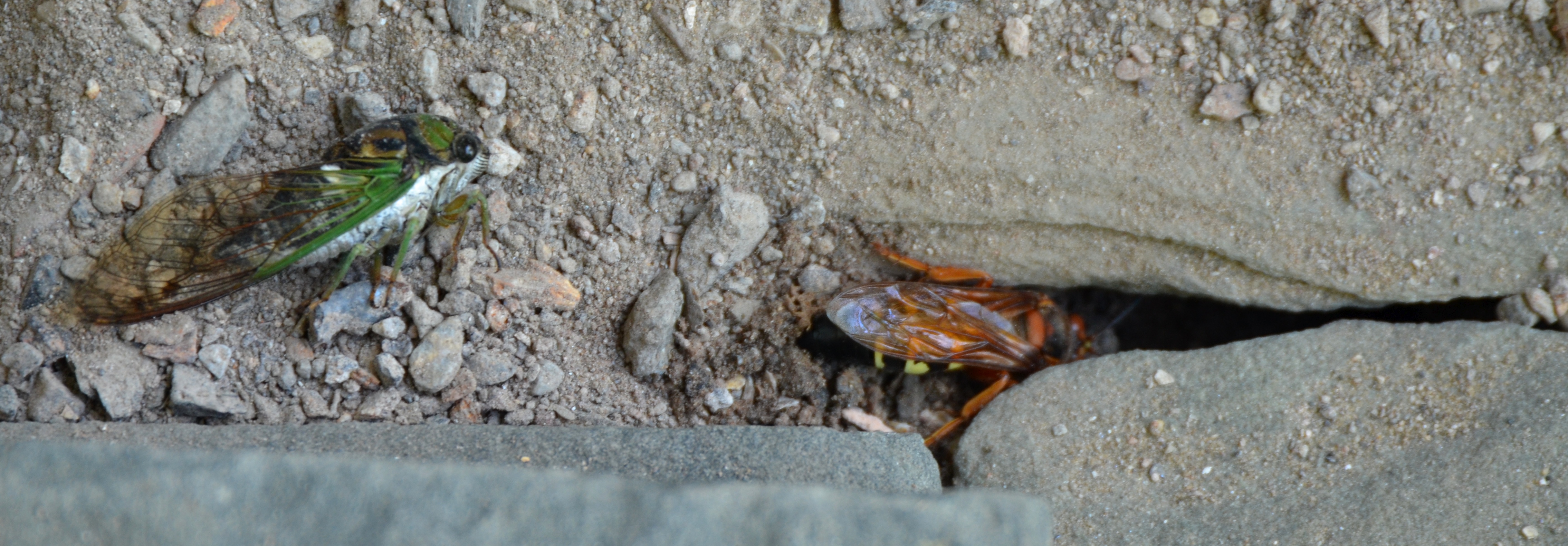 The Cicada Killer digs the hole wider 