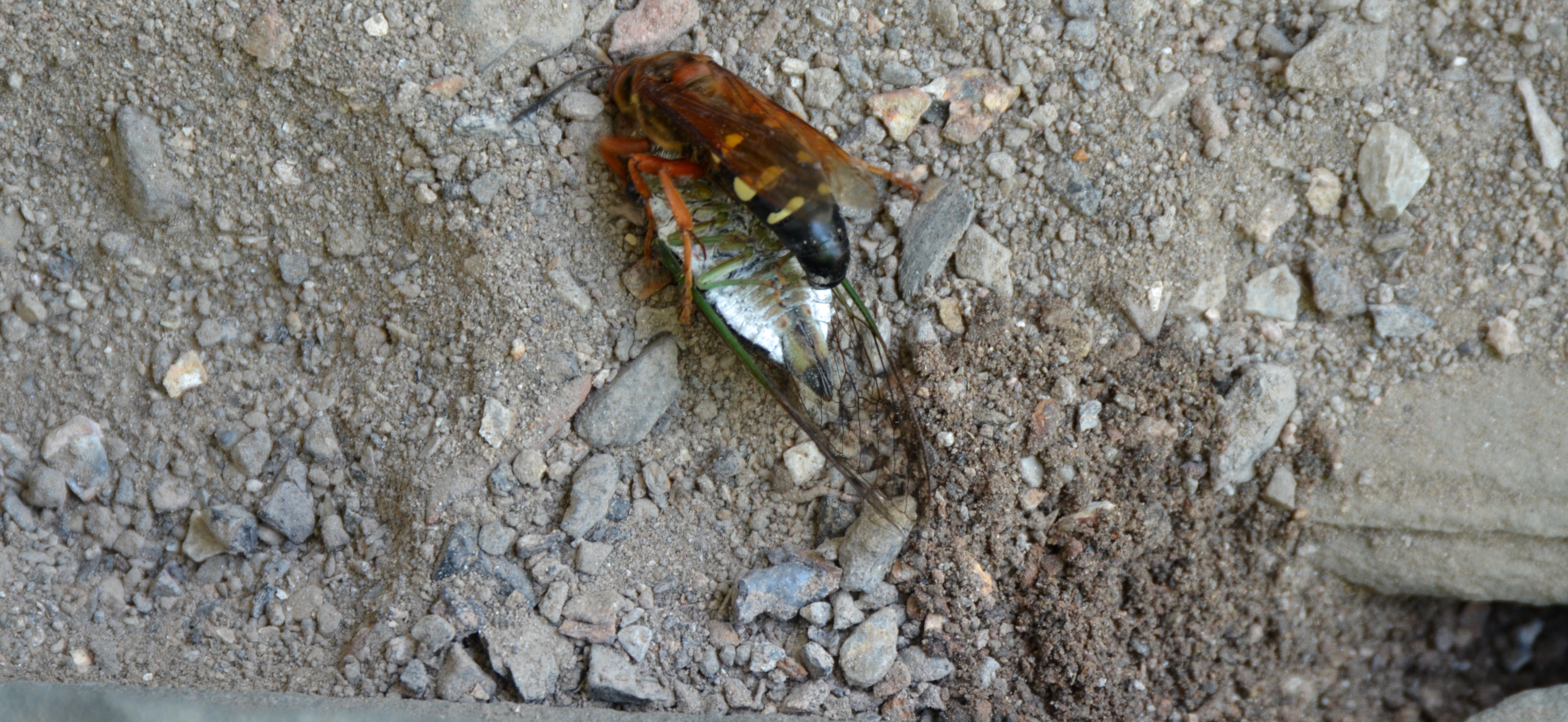 Tackling the Cicada and trying to get a grip on it