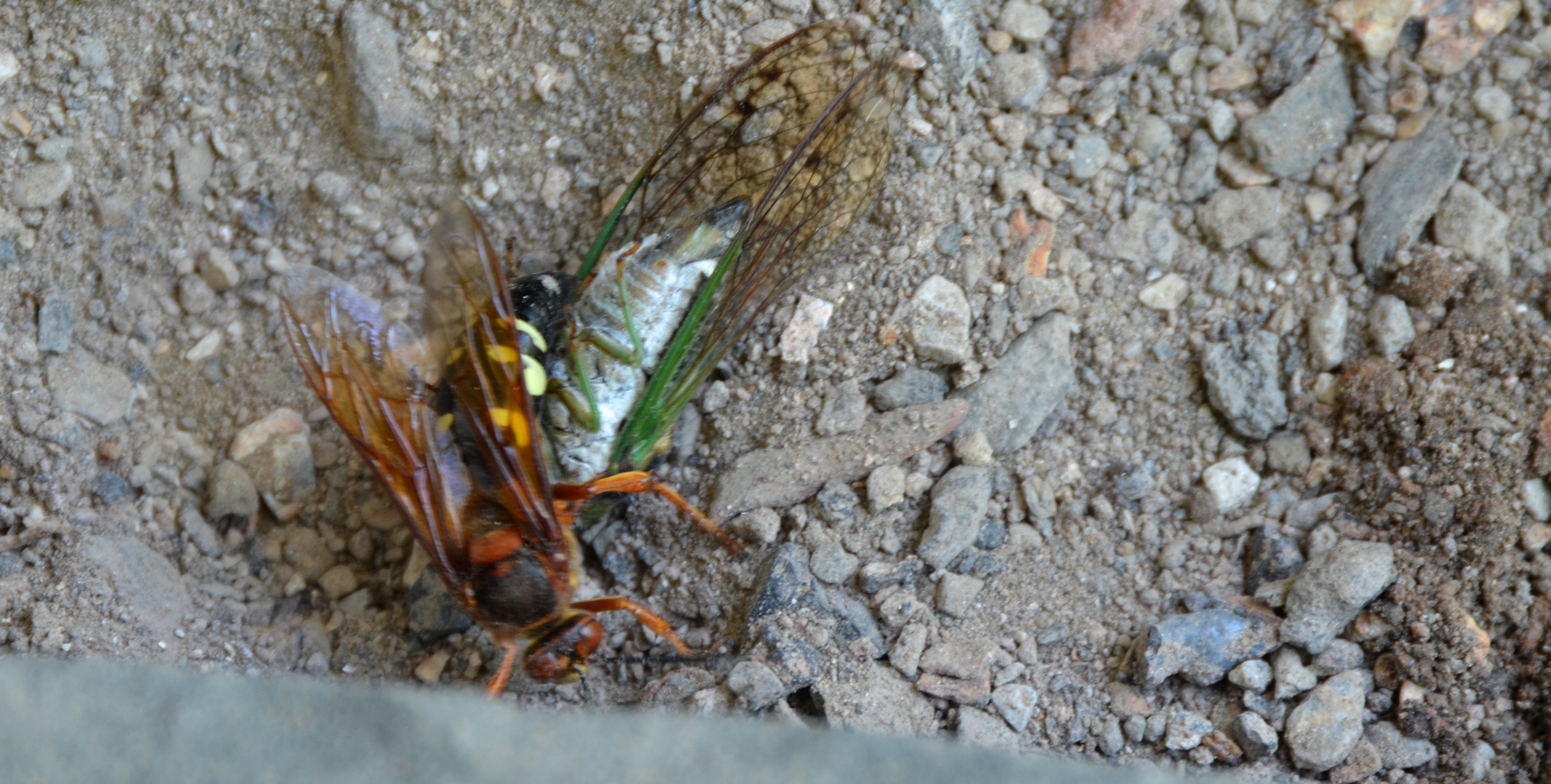 Turing the Cicada around to go into the burrow head first