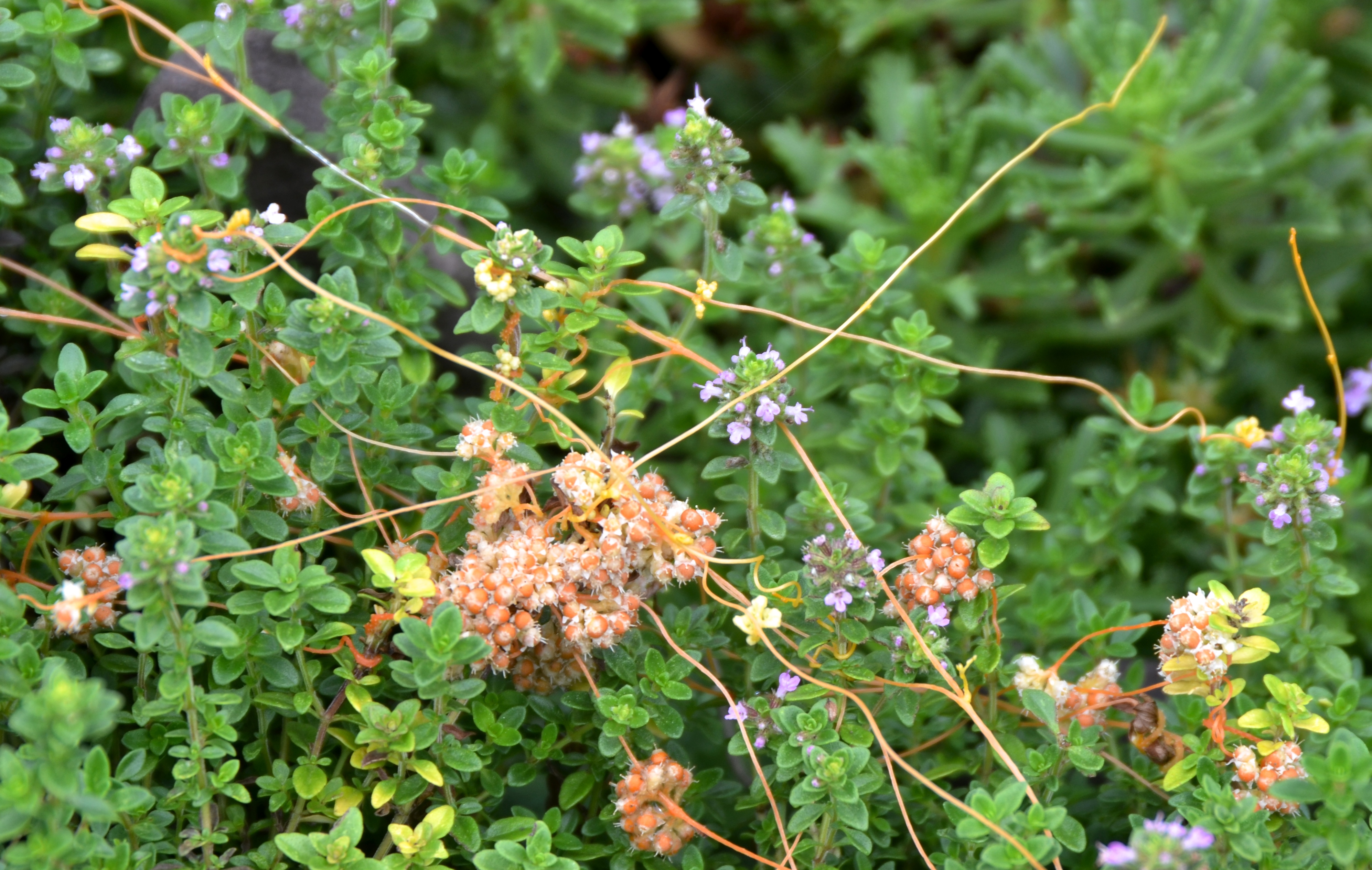 Thyme Dodder is a parasitic plant that contains no chlorophyll