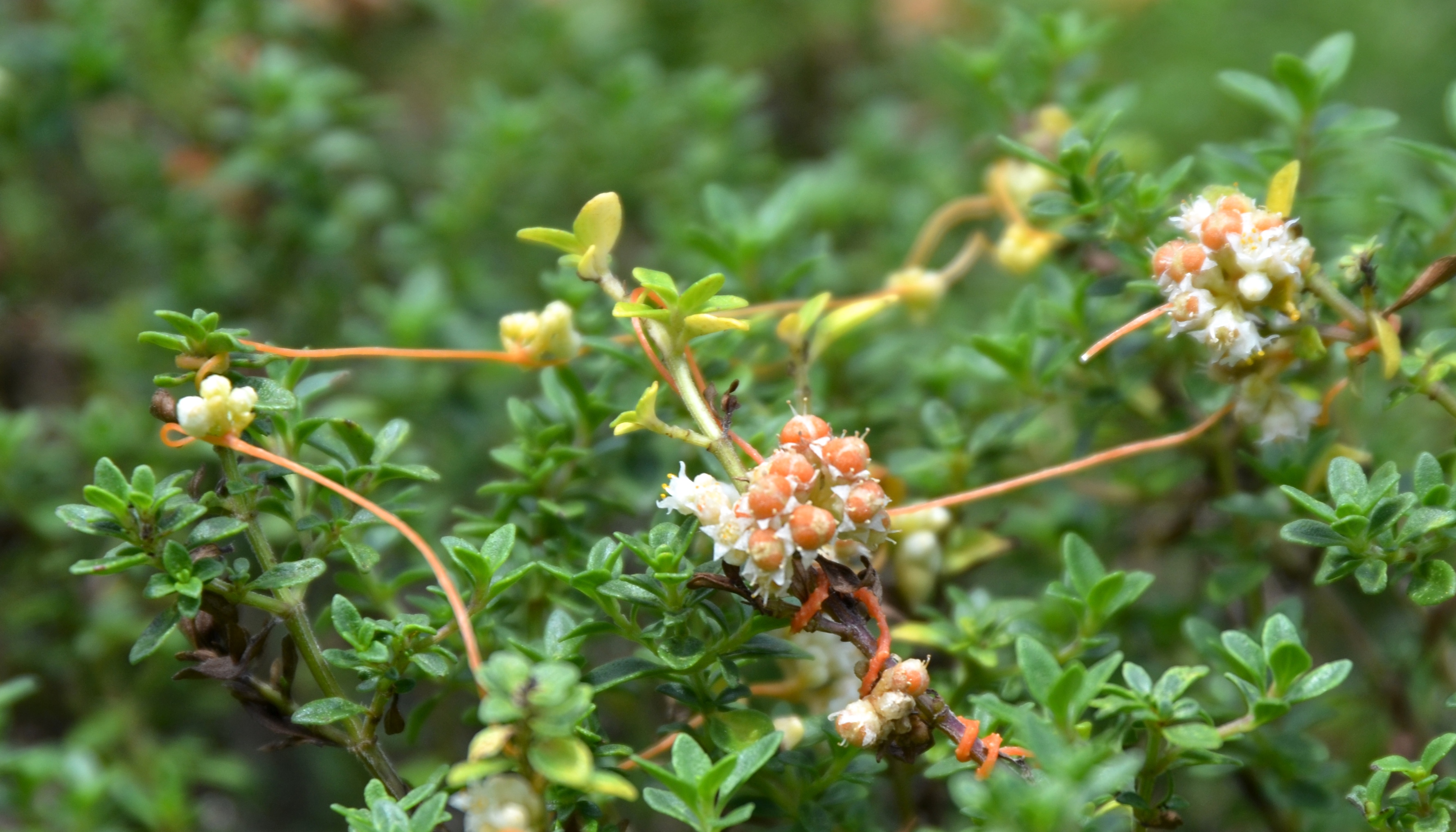 Thyme Dodder punctures the thyme plant - its unwilling host. Using an attachment structure called a haustoria it taps into the thyme stem and extracts water and nutrients. 