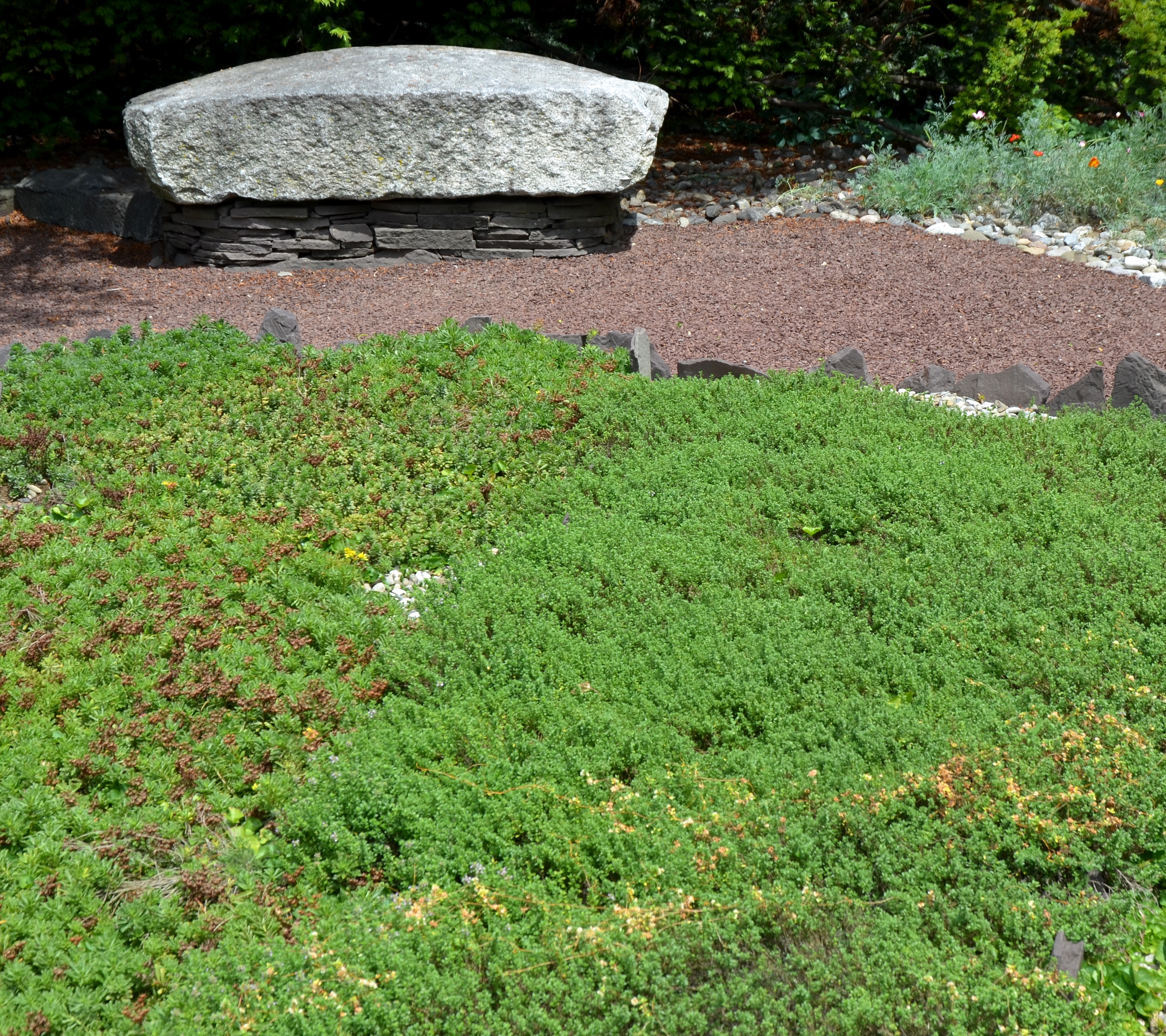 The thyme plants are about four inches. They form a fragrant carpet in the sunset garden. (Thyme Dodder is bottom left of photo).