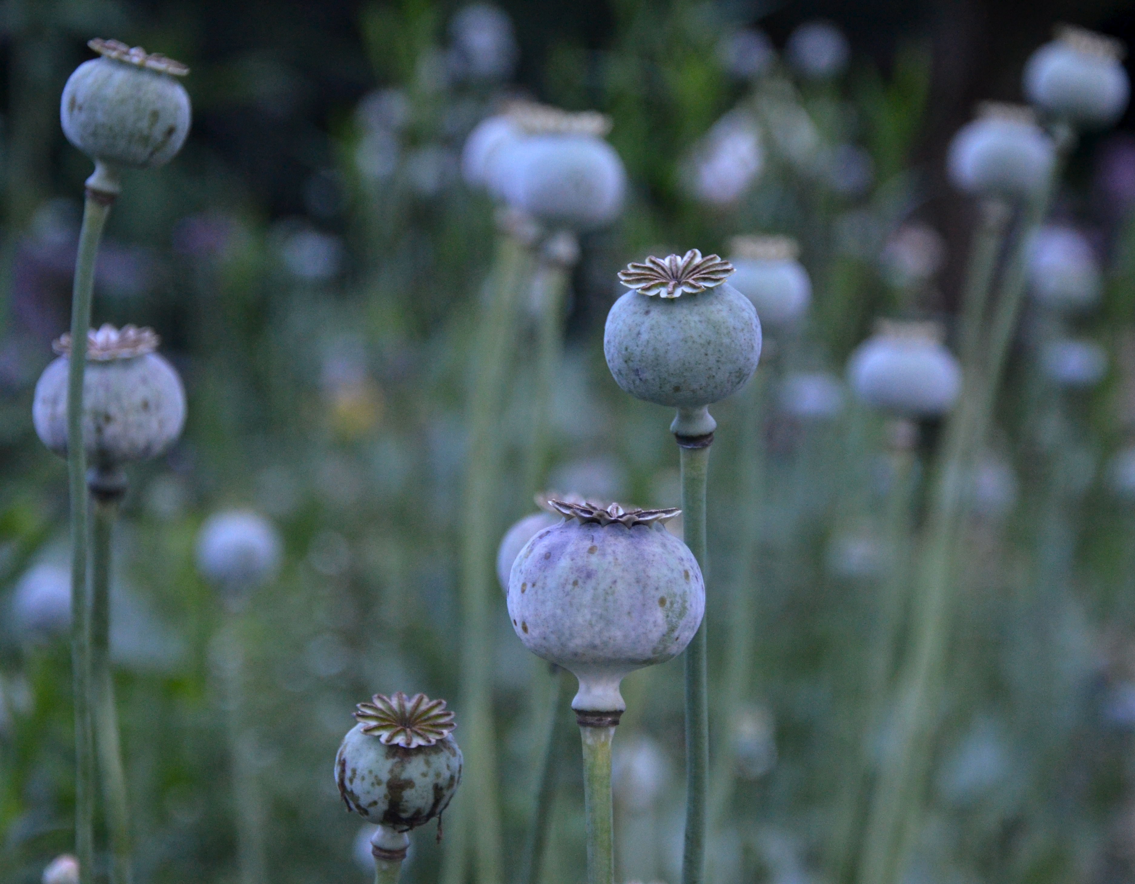 By July the seed heads of the poppies are like ghosts in the dusk.  Soon the goldfinches will balance on the pods and peck holes so that they can eat the seeds inside.