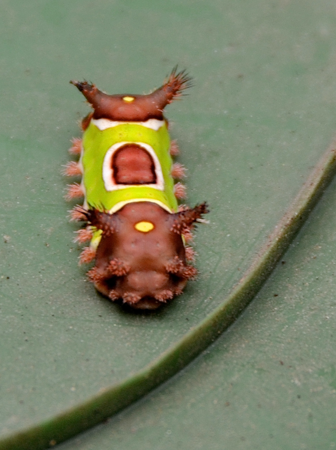 The front end of the Saddleback Slug Caterpillar does not look so alarming