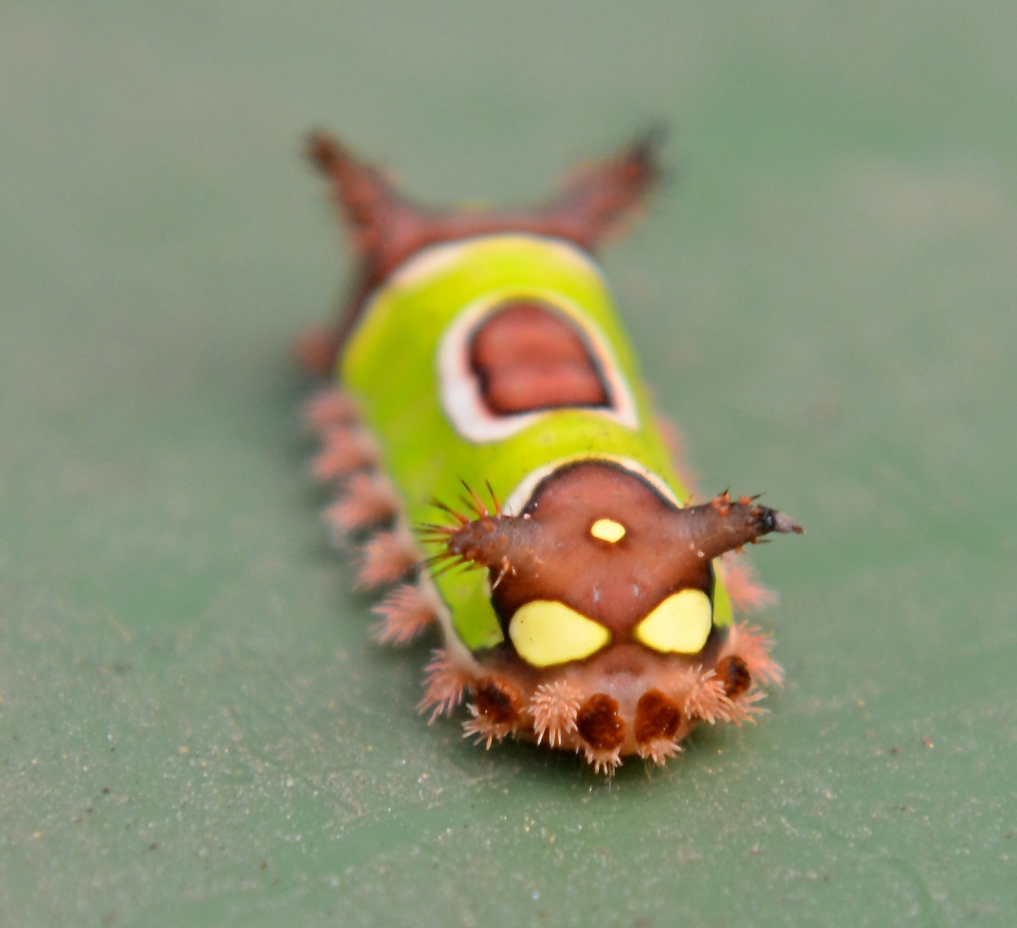 The rear end of the Saddleback Slug caterpillar has two spots that look like eyes. This an example of the startle display used to ward off predators