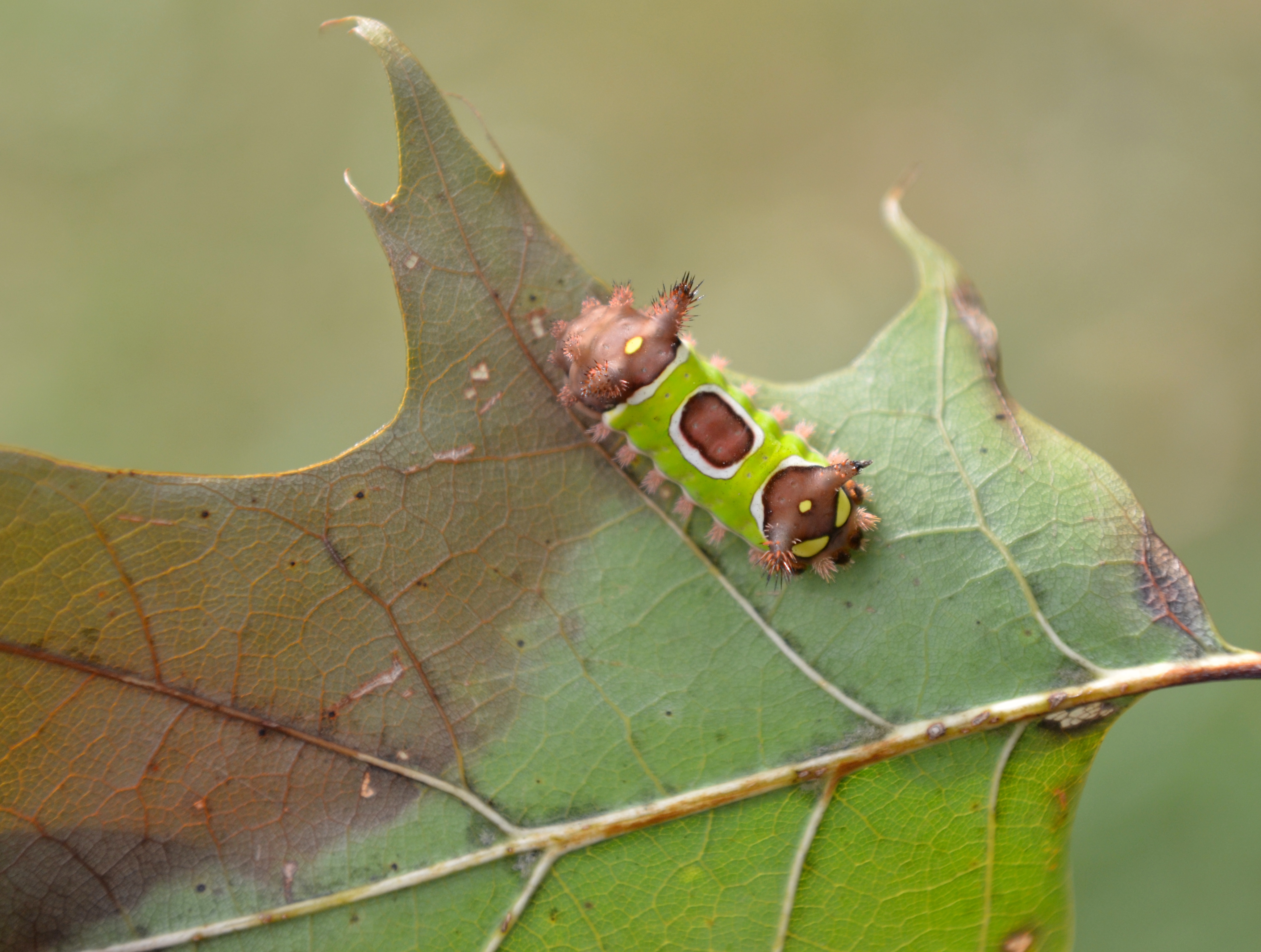 Saddleback caterpillar shown here on an oak leaf but it can be found on many landscaping plants including maples, palms, blueberries, viburnum, holly, aster, buttonbush and even grass.