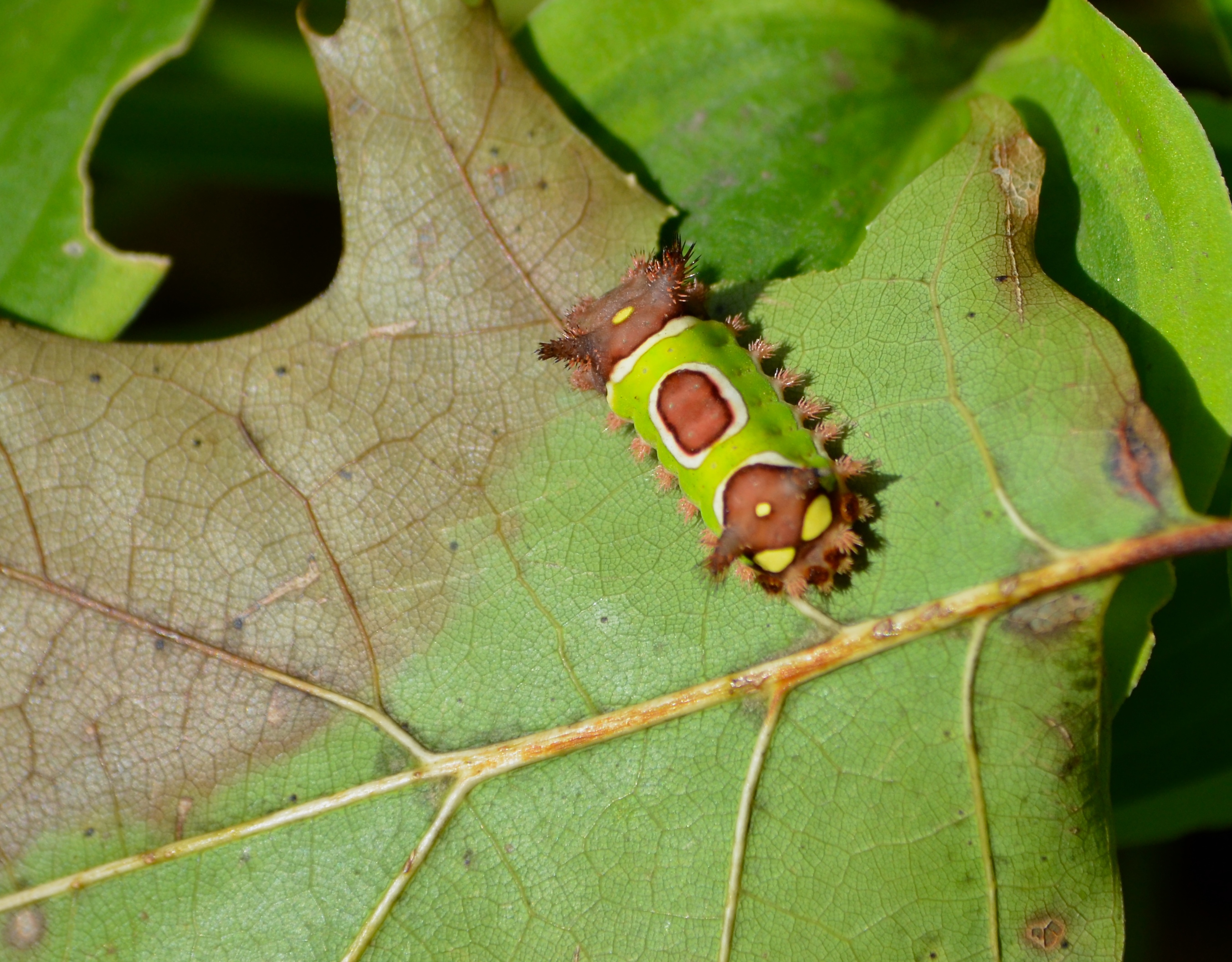 The saddleback caterpillar is obviously named, the slug part of its name refers to the foot underneath that looks like a slug foot. The foot allows that caterpillar to cling to leaves and carry on feeding.