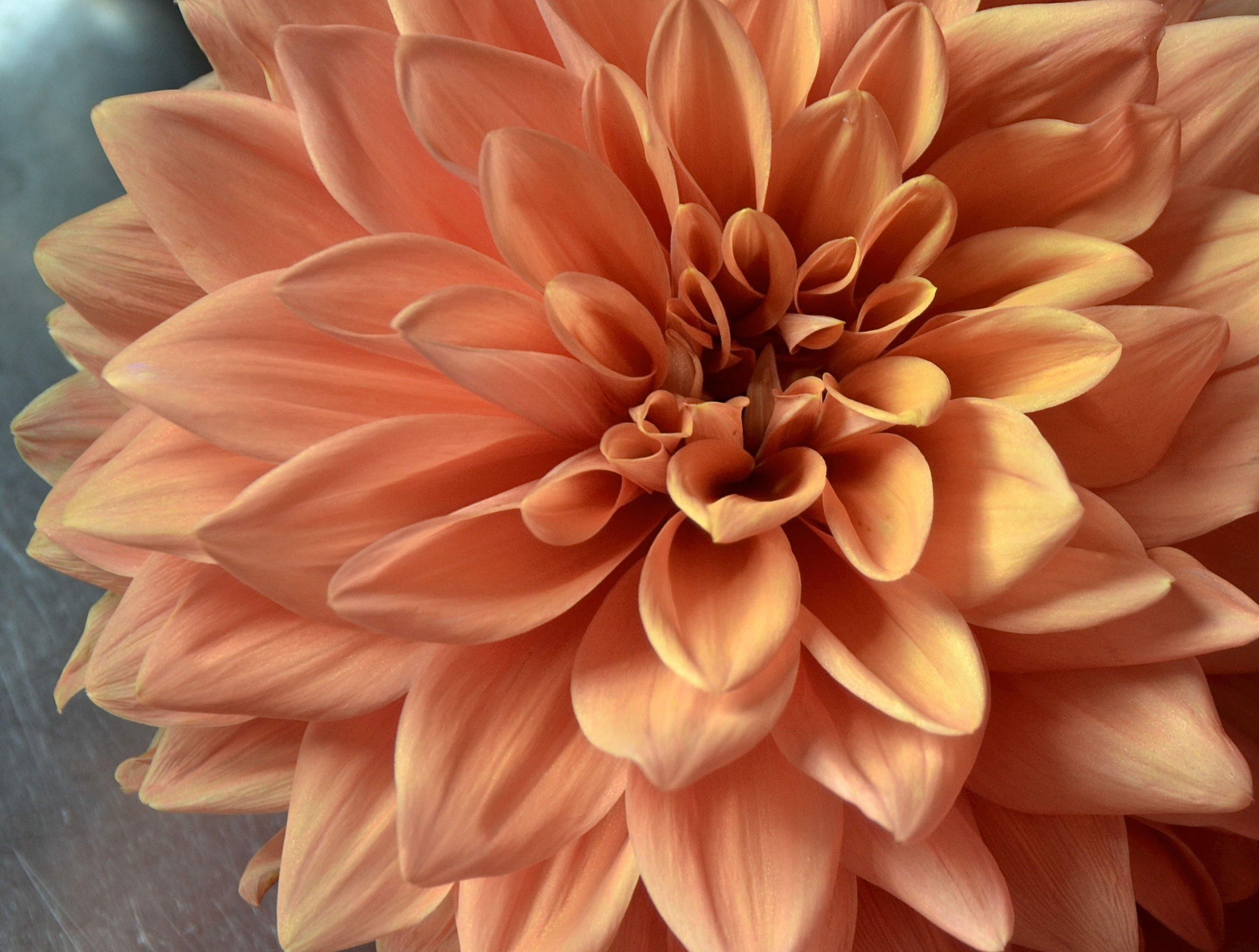 Heart of Milwaukee Dahlia. All dahlias seem to change color as they age and are bleached by the sun. Colors also appear different at different times of the day.