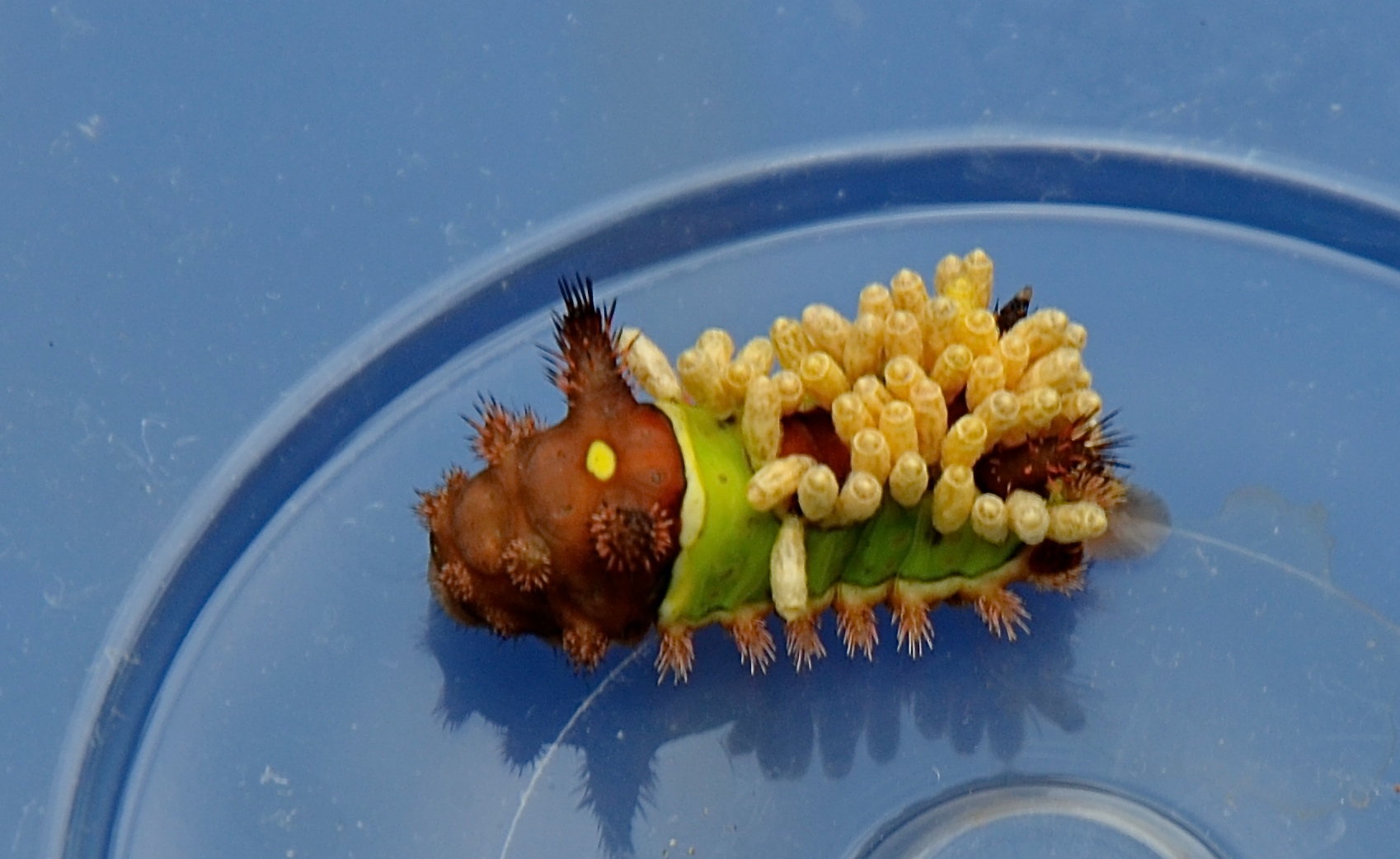 The Saddleback Caterpillar with parasitic wasp cocoons