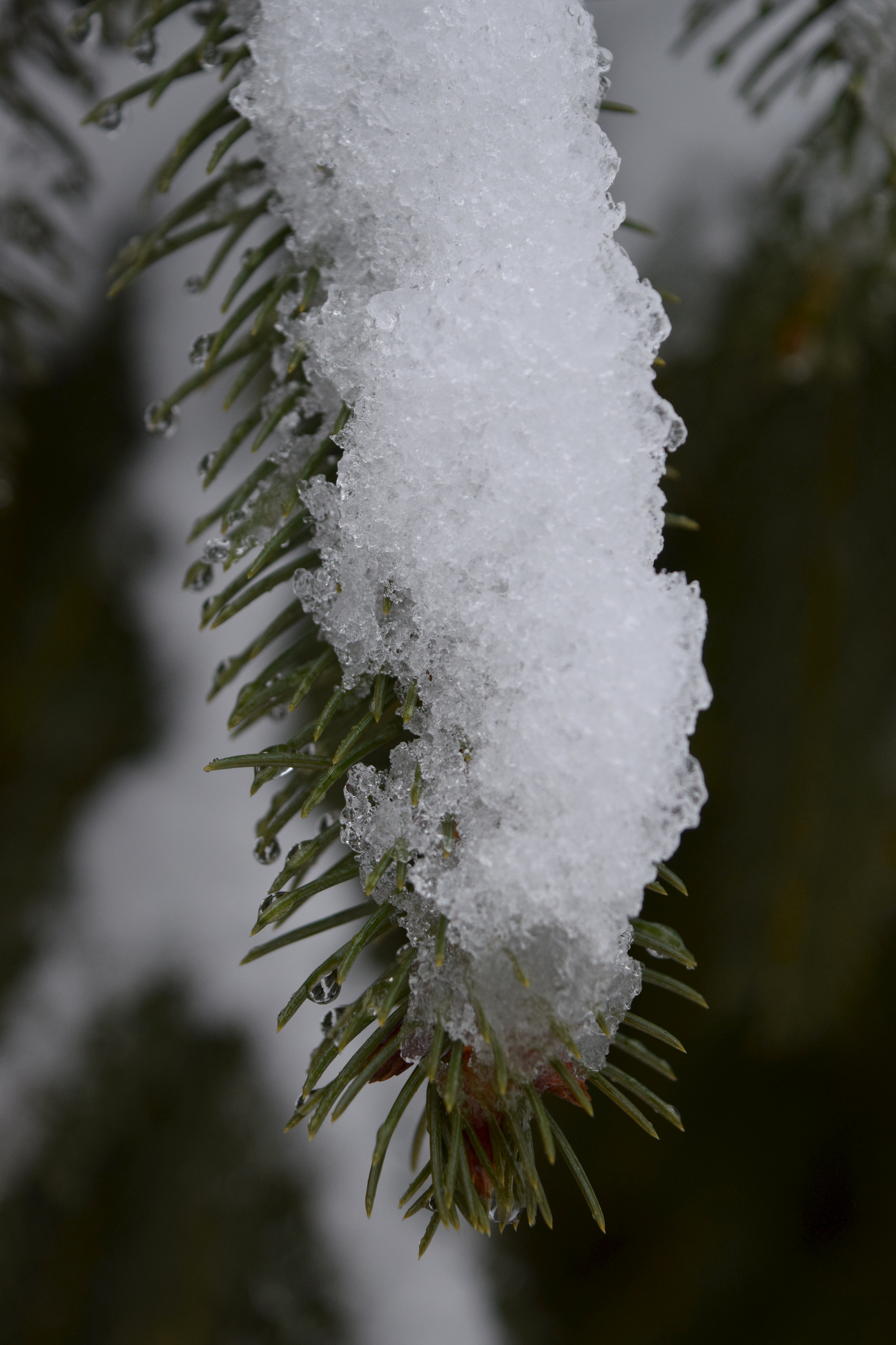 Evergreen needles are designed to shed loads of snow but this wet snow clings on top of the branches