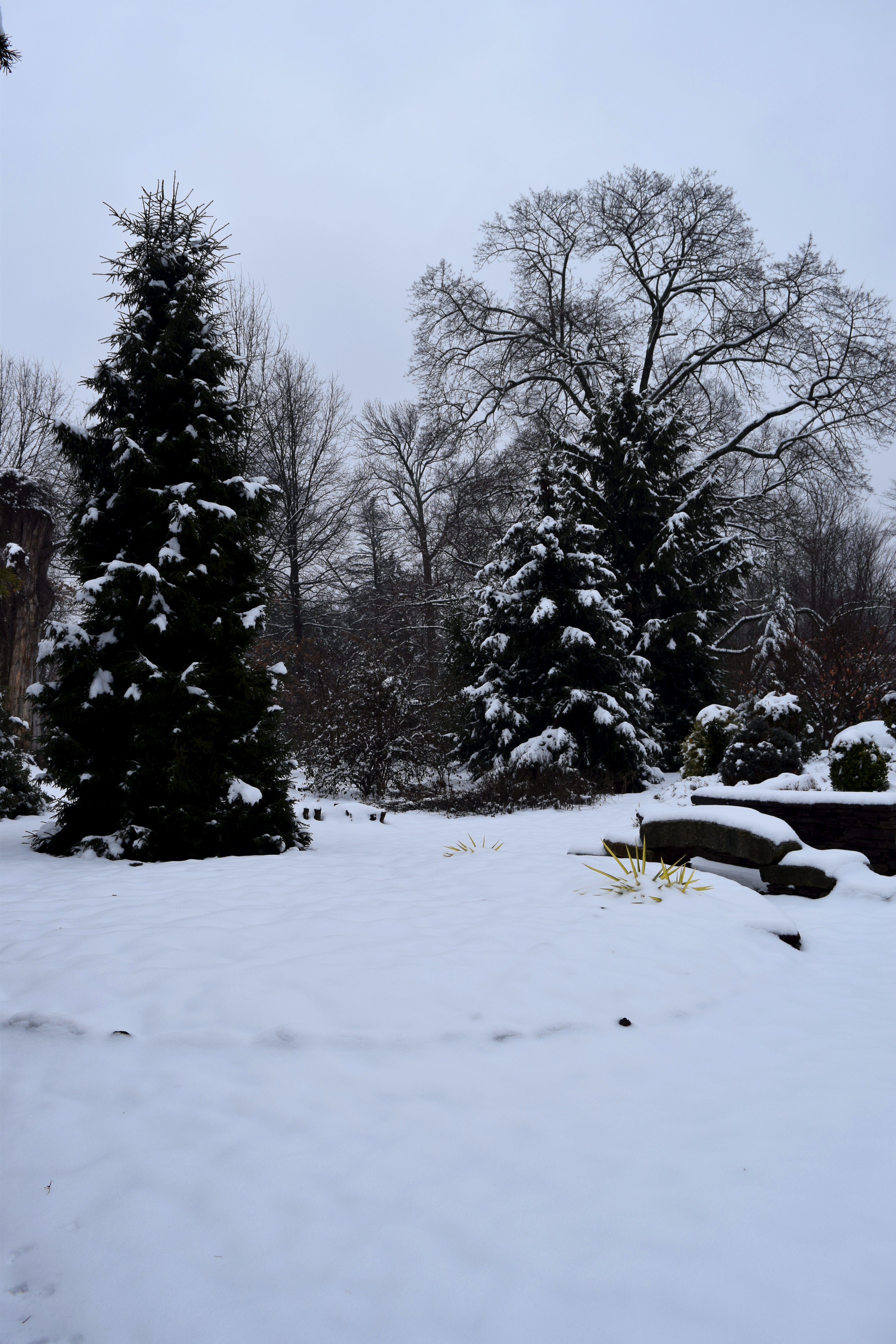 Snow outlines the bridge and trees in the Sunset Garden At Northview