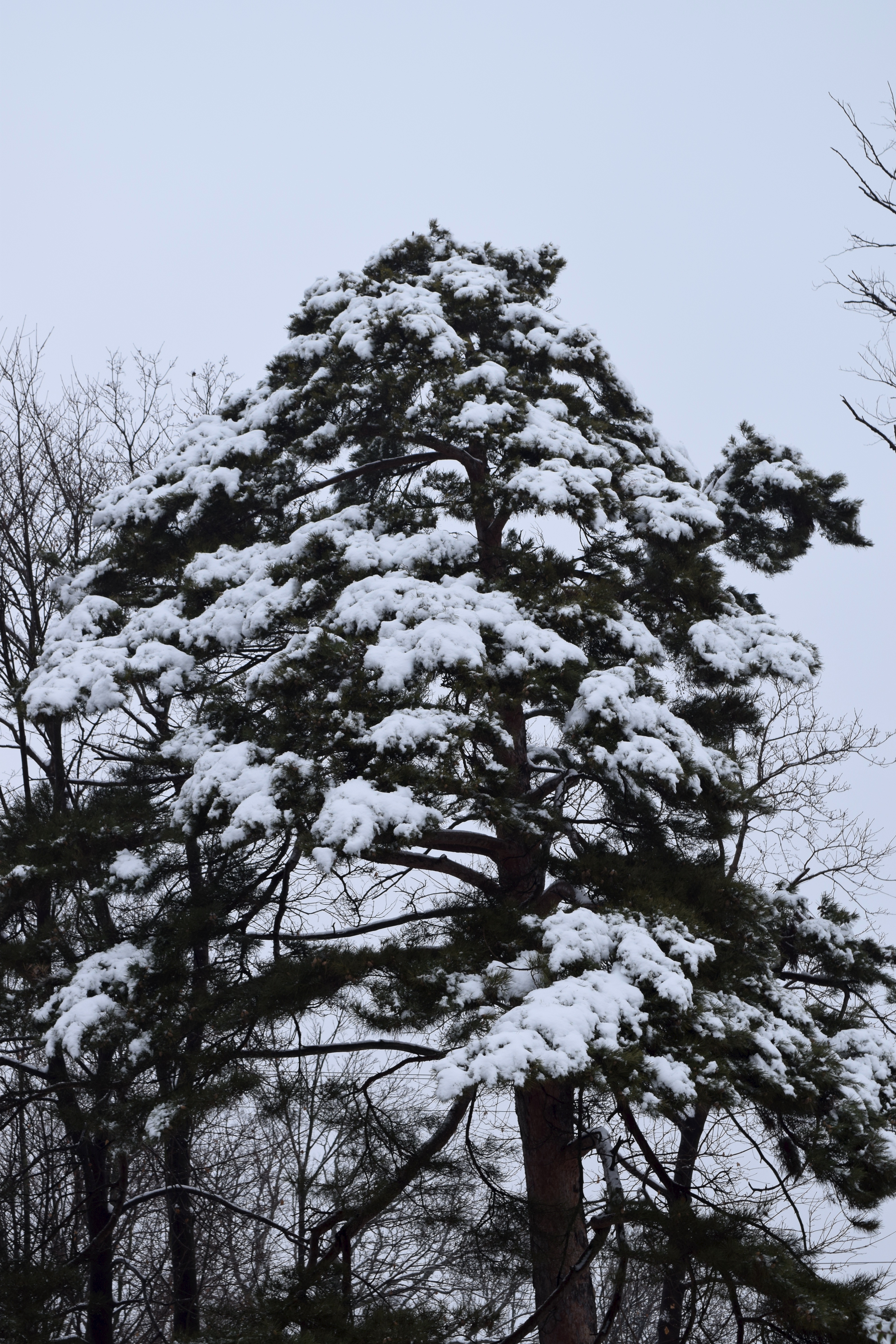 Scots Pine outlined in snow (Pinus sylvestris)