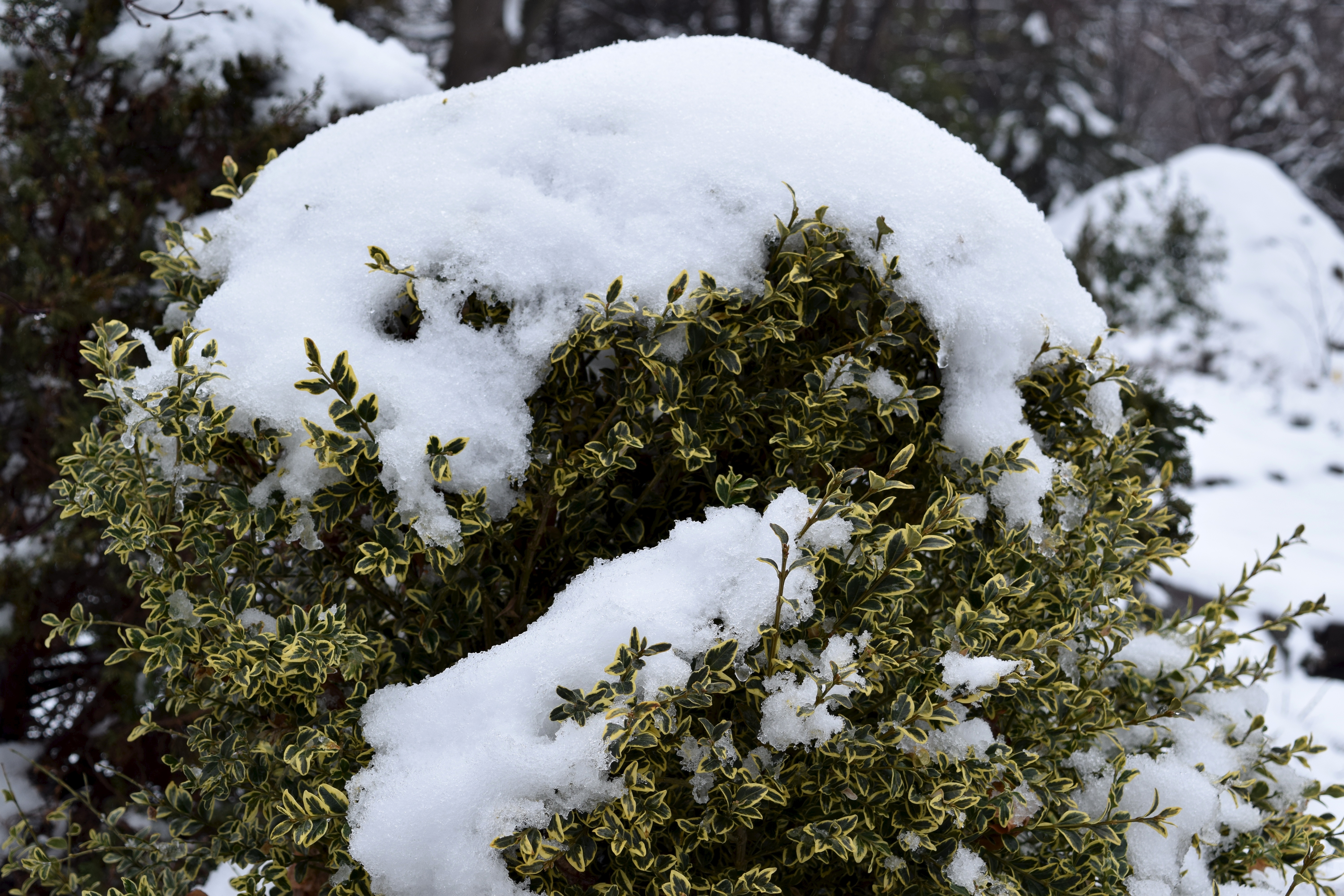 Variegated boxwood with a topping of snow