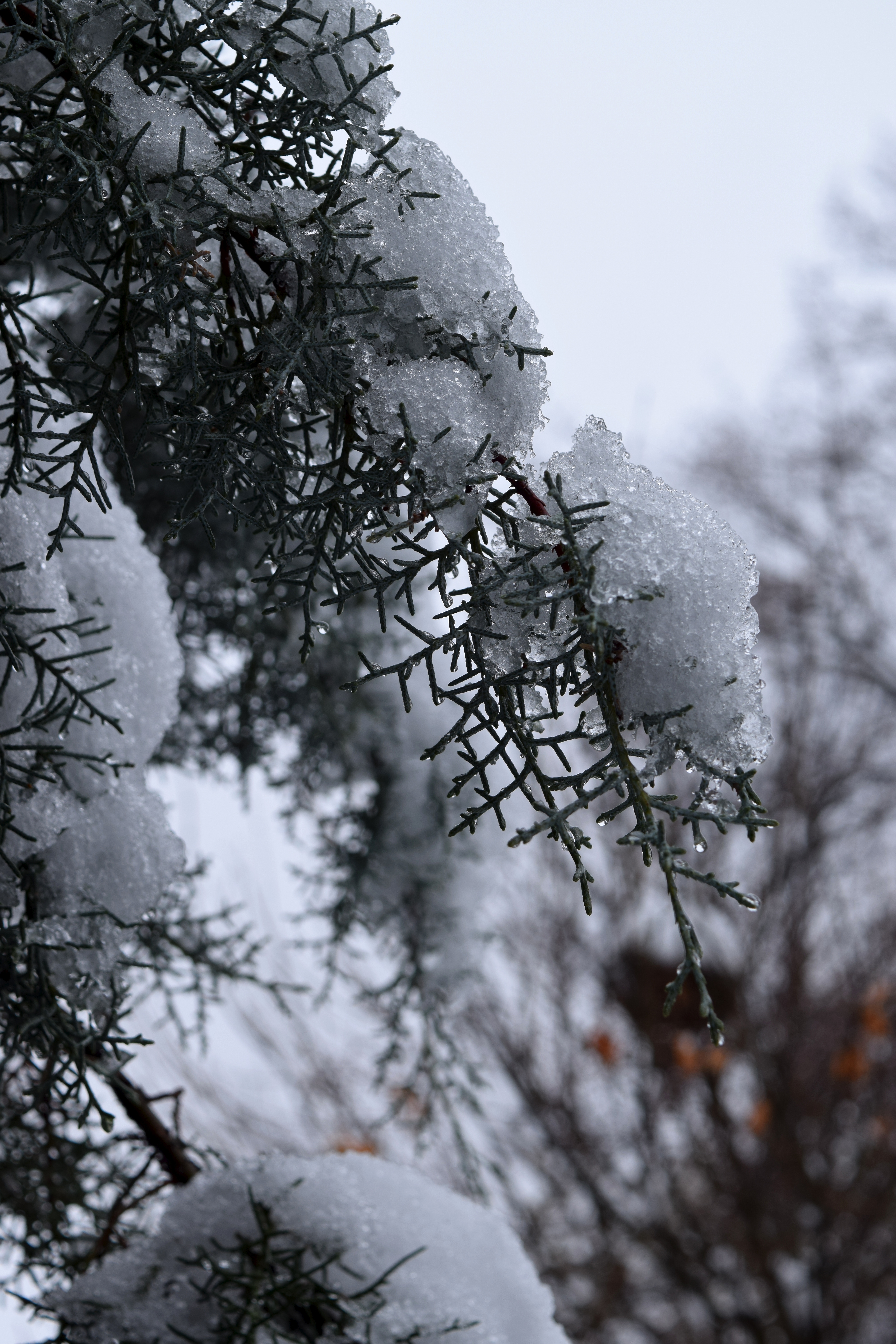 Cupressus arizonica 'Blue Ice' outlined in snow