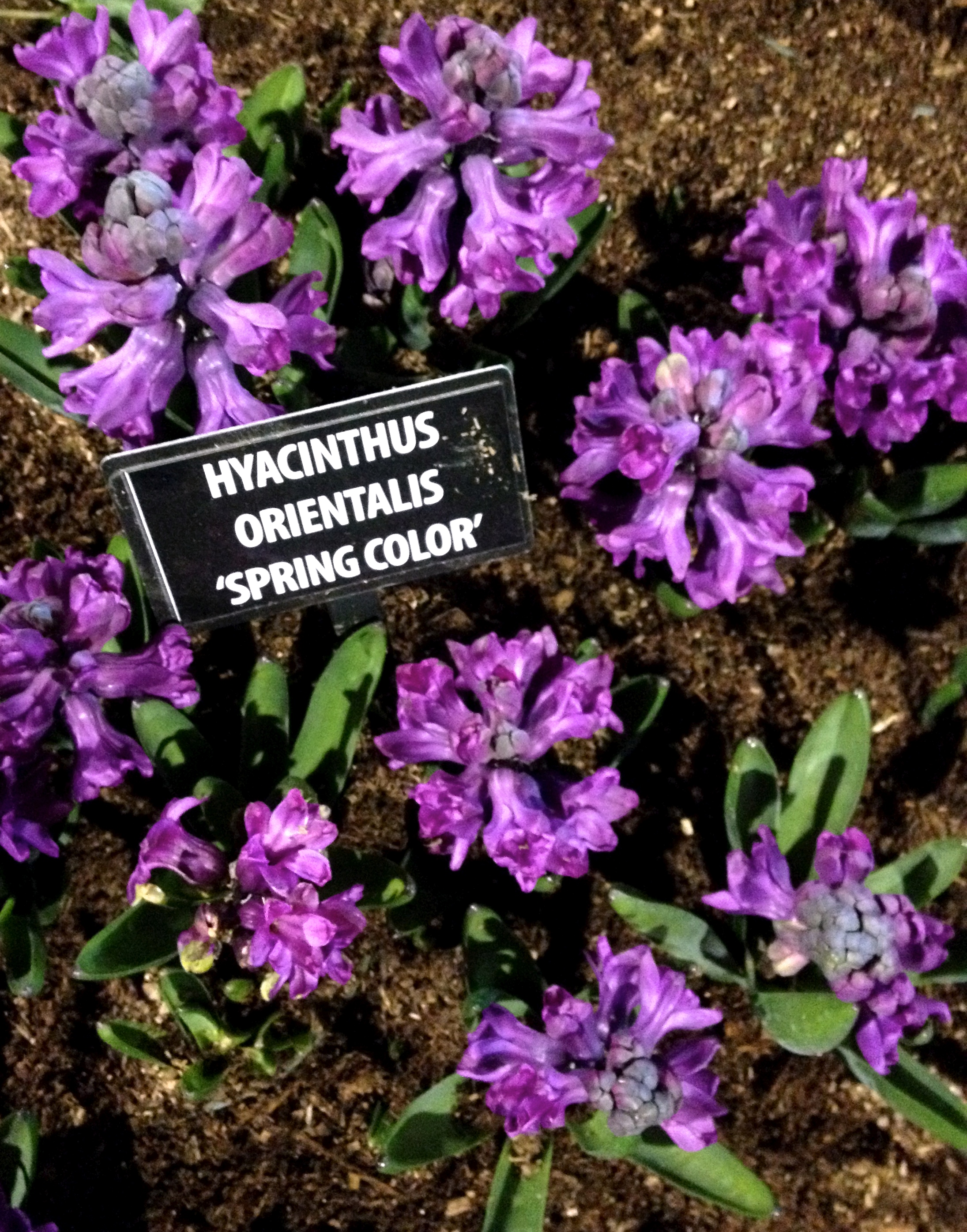Hyacinth 'Spring Color'