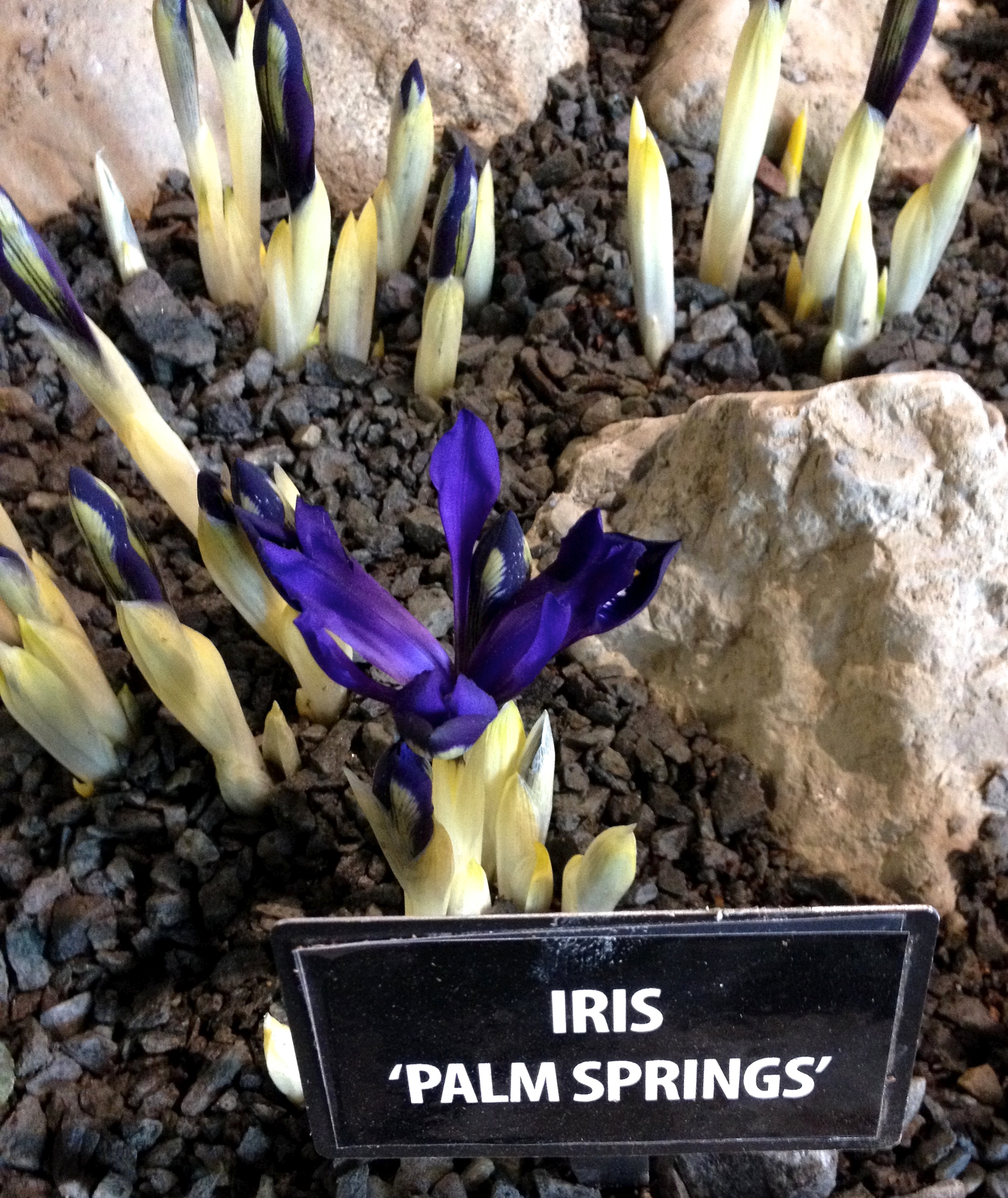 Iris 'Palm Springs' - a sport of Iris 'George'
