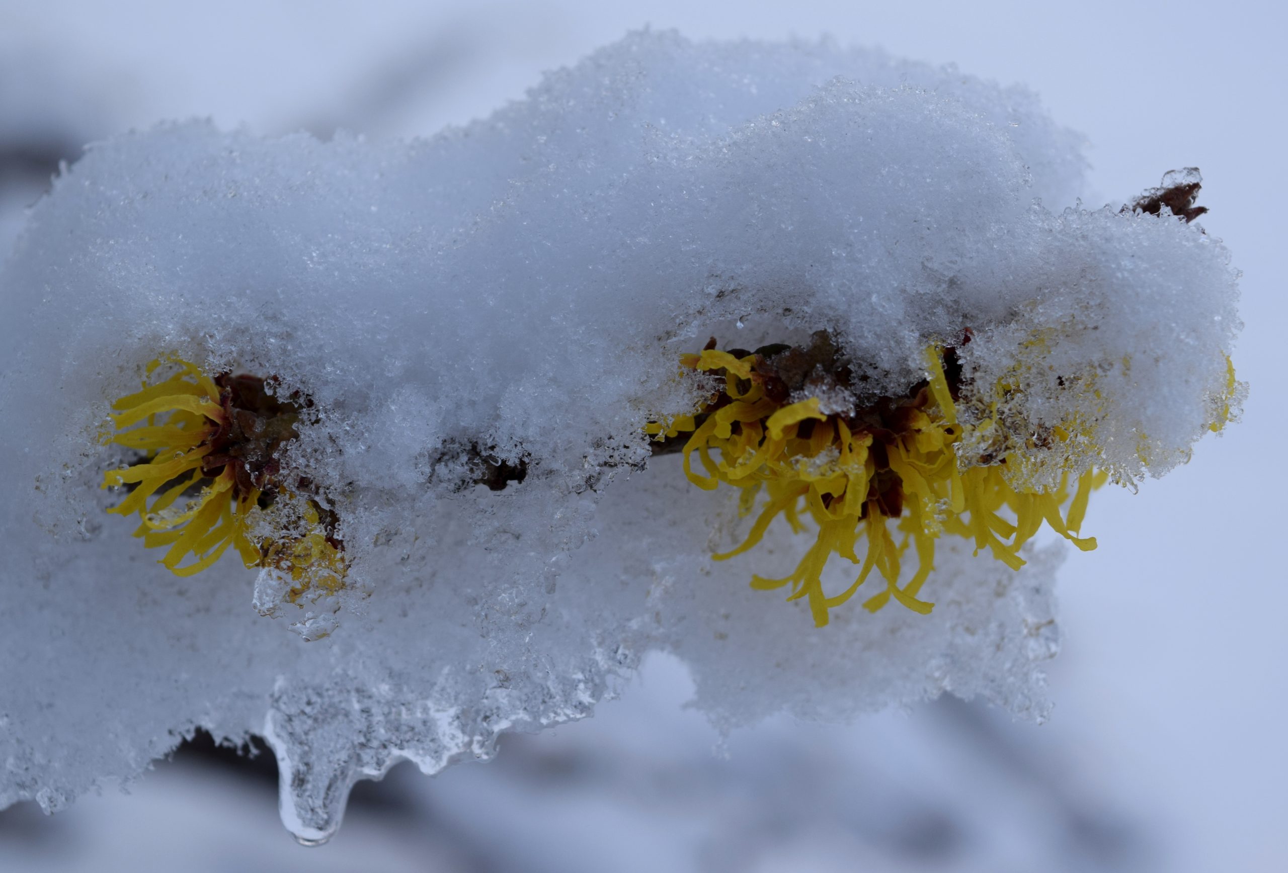 Hamamelis x intermedia 'Sunburst' in the snow