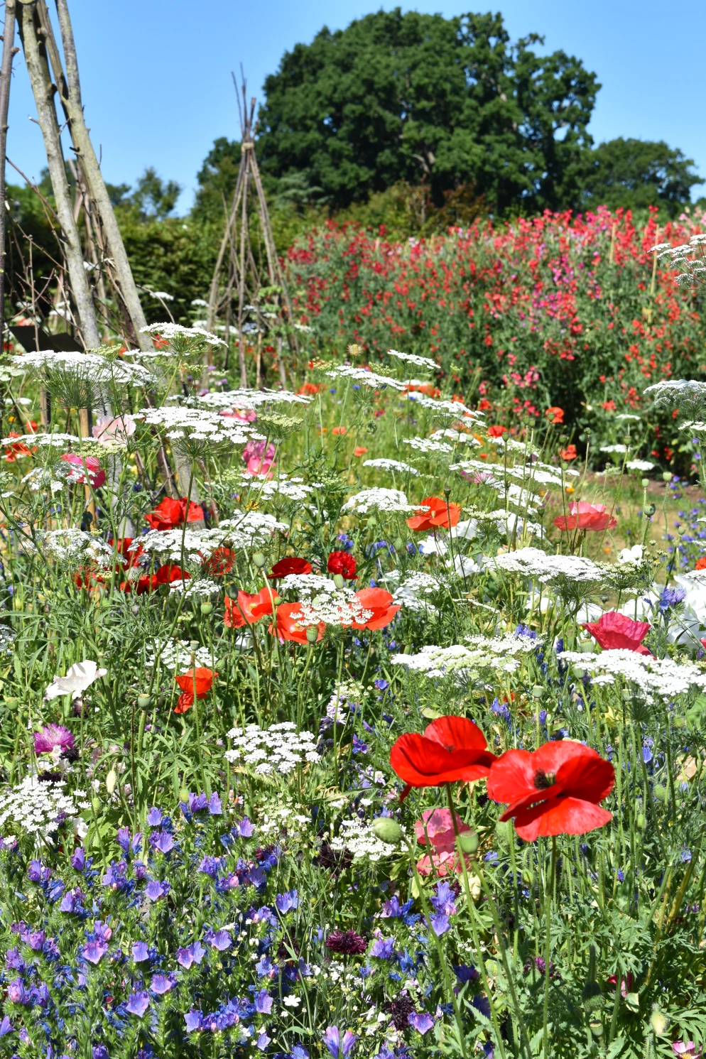 The Wild Garden - Jenny Rose Carey